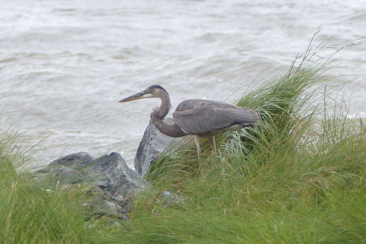 Great Blue Heron (Great Blue) - ML642737226