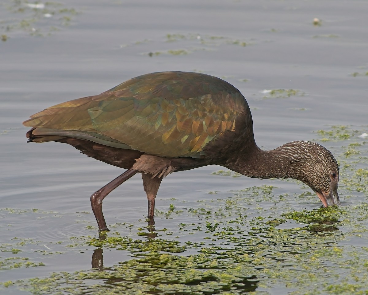Glossy/White-faced Ibis - ML642737240