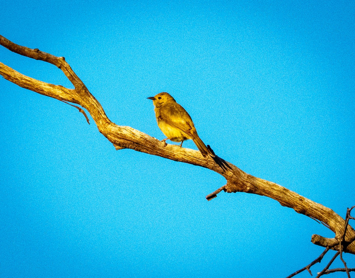 Brown Songlark - ML642737246