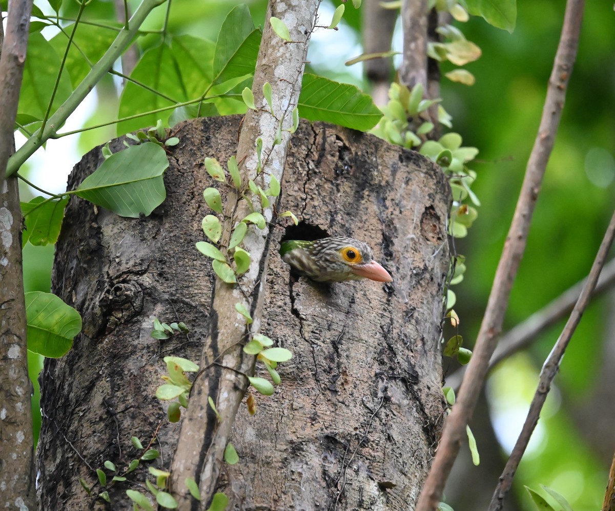 Lineated Barbet - ML642737249
