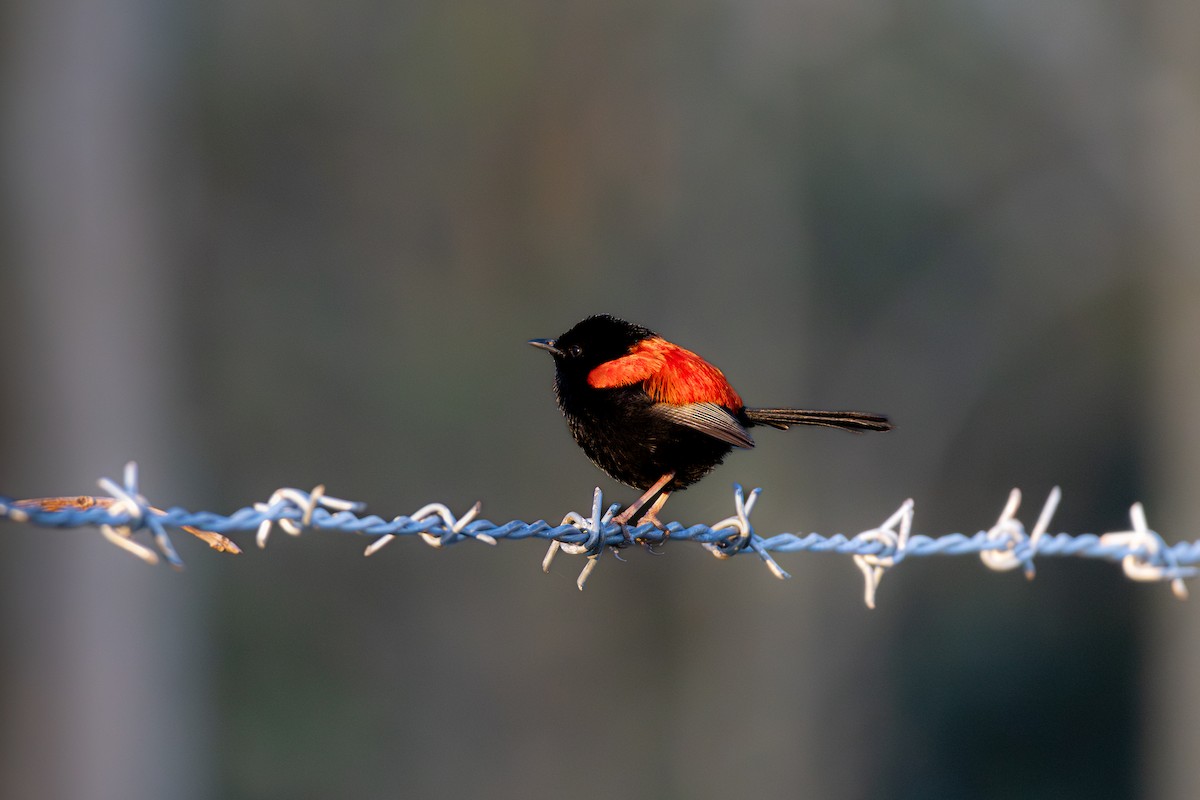 Red-backed Fairywren - ML642737259