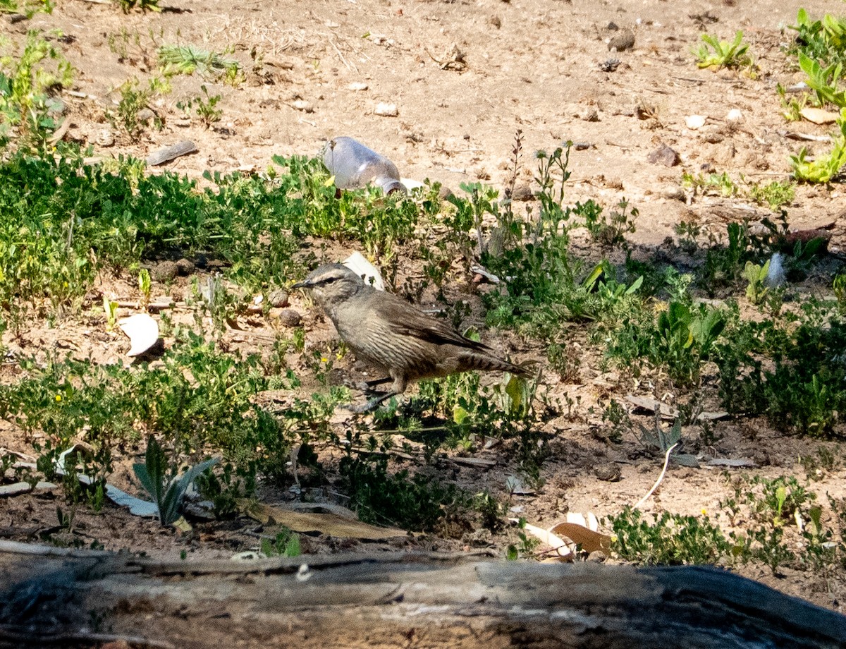 Brown Treecreeper - ML642737266