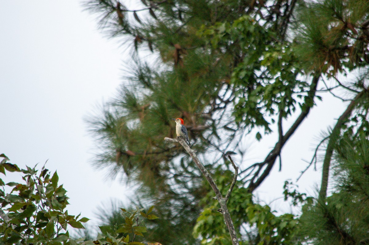 Red-bellied Woodpecker - ML642737269