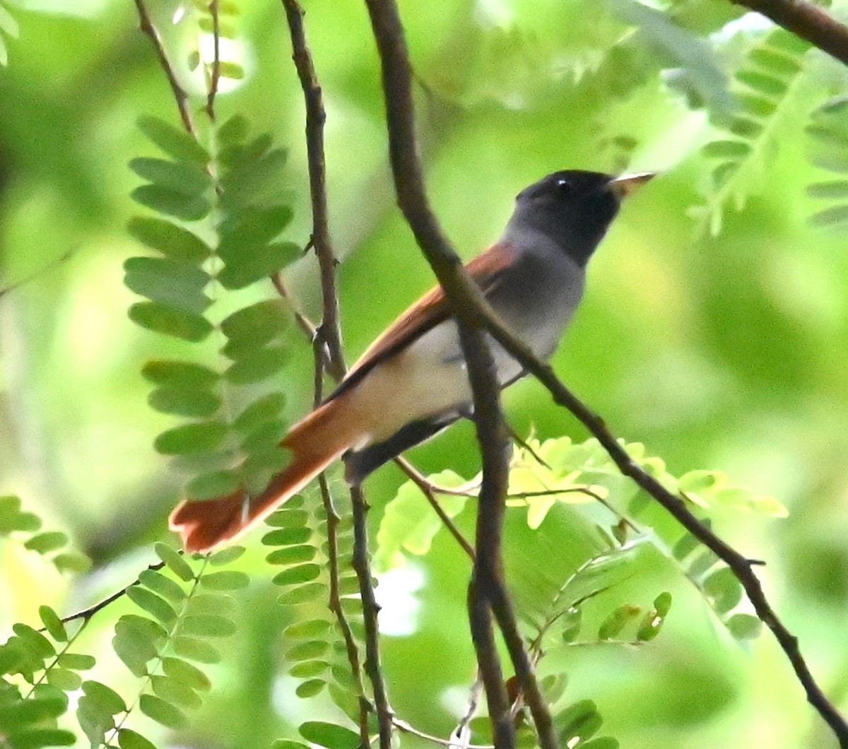 Amur Paradise-Flycatcher - ML642737278