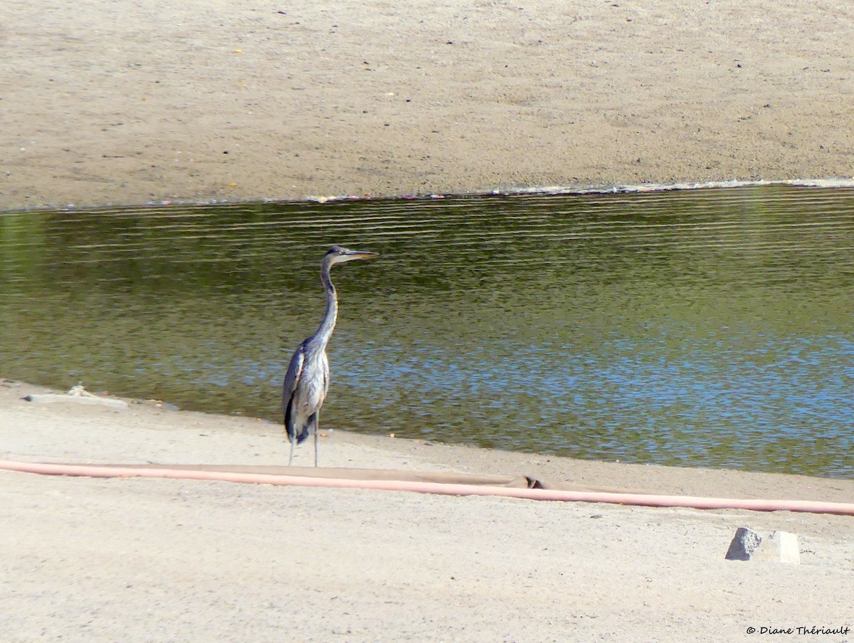 Great Blue Heron - ML642737282