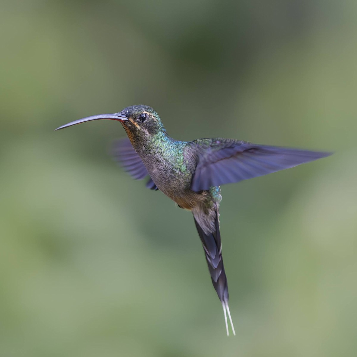 Green Hermit - ML642737283