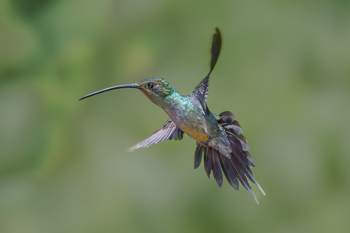 Green Hermit - ML642737284