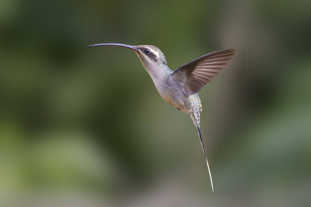 Green Hermit - ML642737285