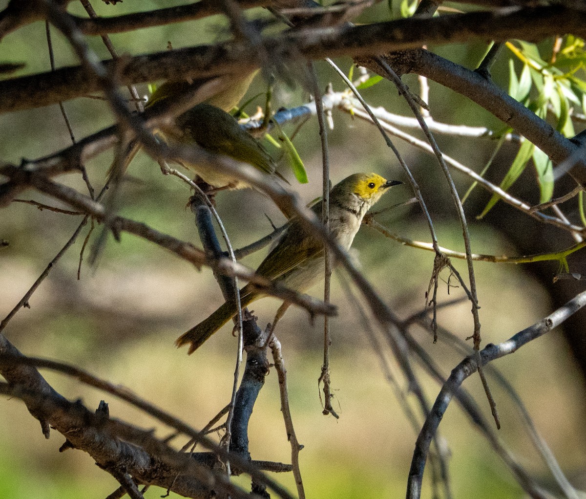 White-plumed Honeyeater - ML642737288
