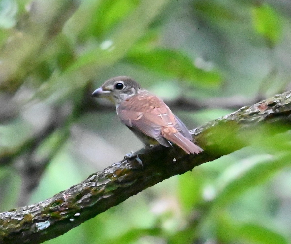 Tiger Shrike - ML642737290