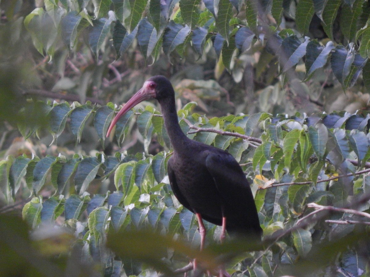 Bare-faced Ibis - ML642737291