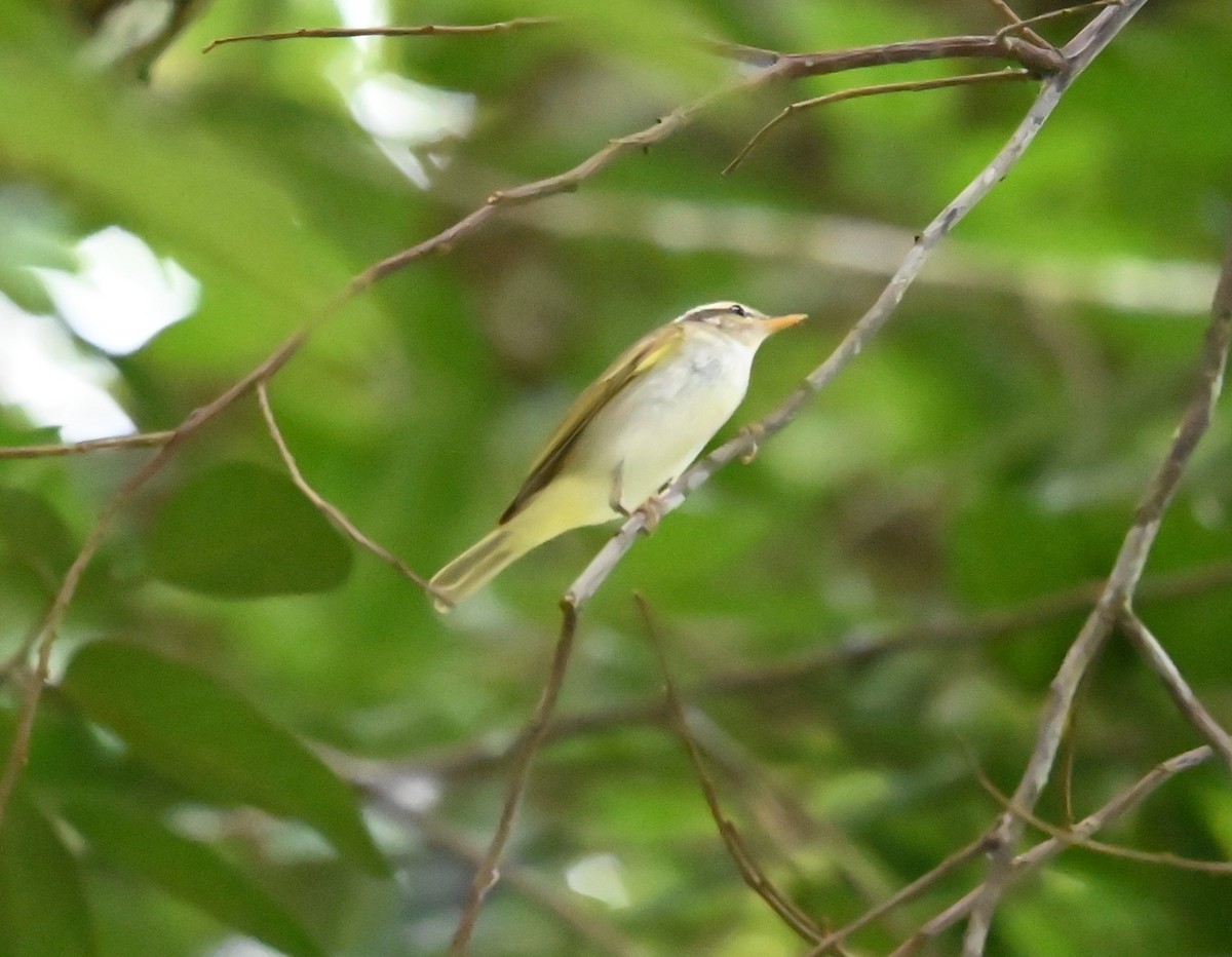 Eastern Crowned Warbler - ML642737297