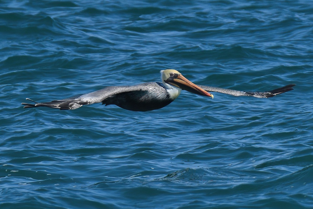 Brown Pelican - ML642737313
