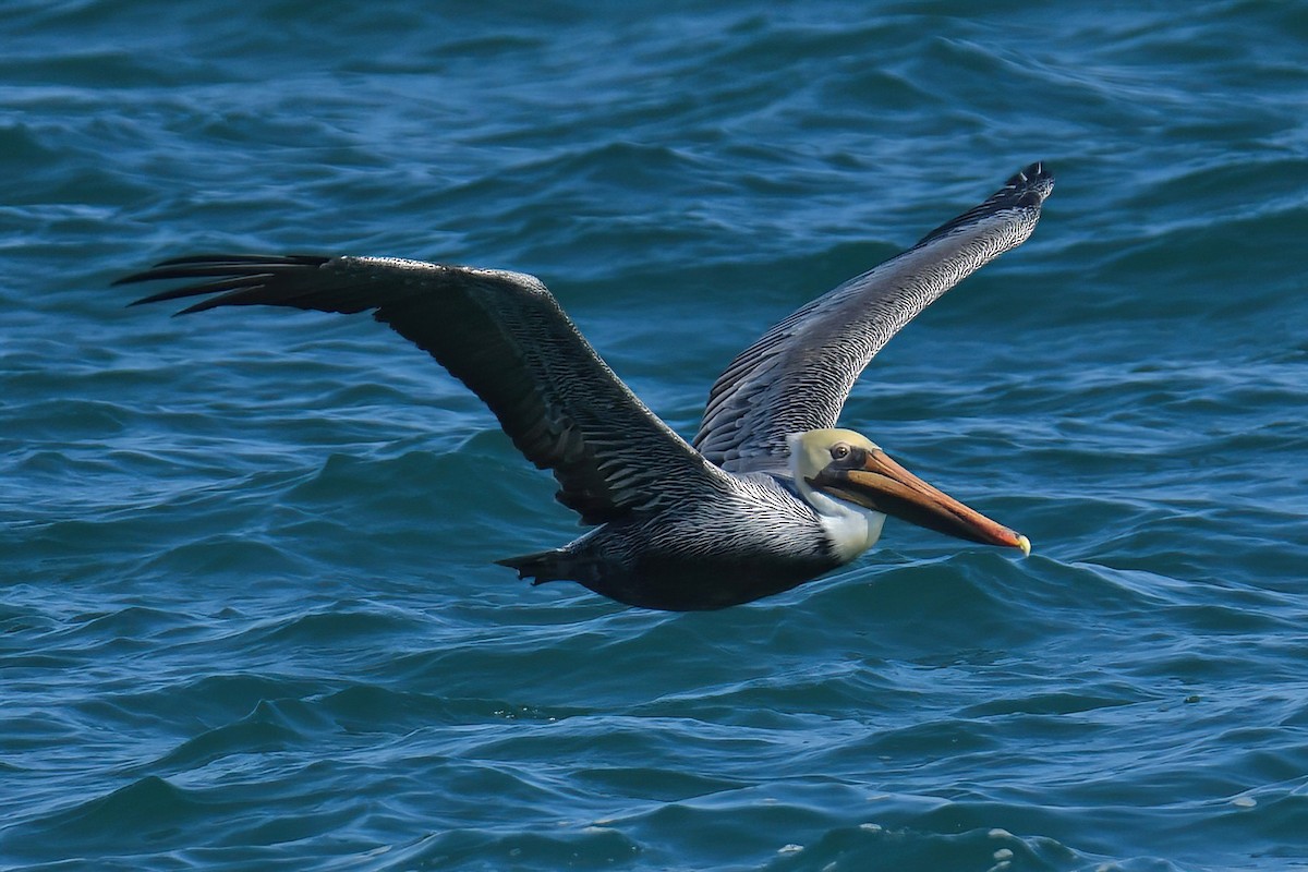 Brown Pelican - ML642737314
