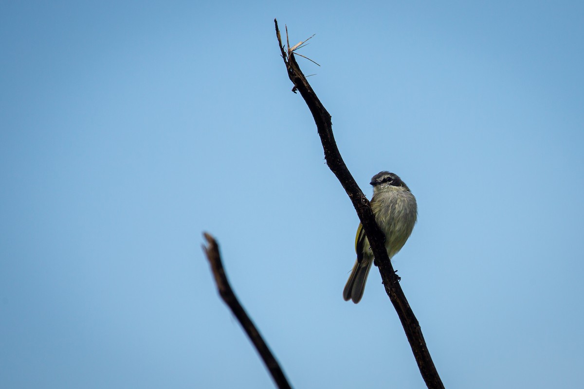 Venezuelan Tyrannulet - ML642737324