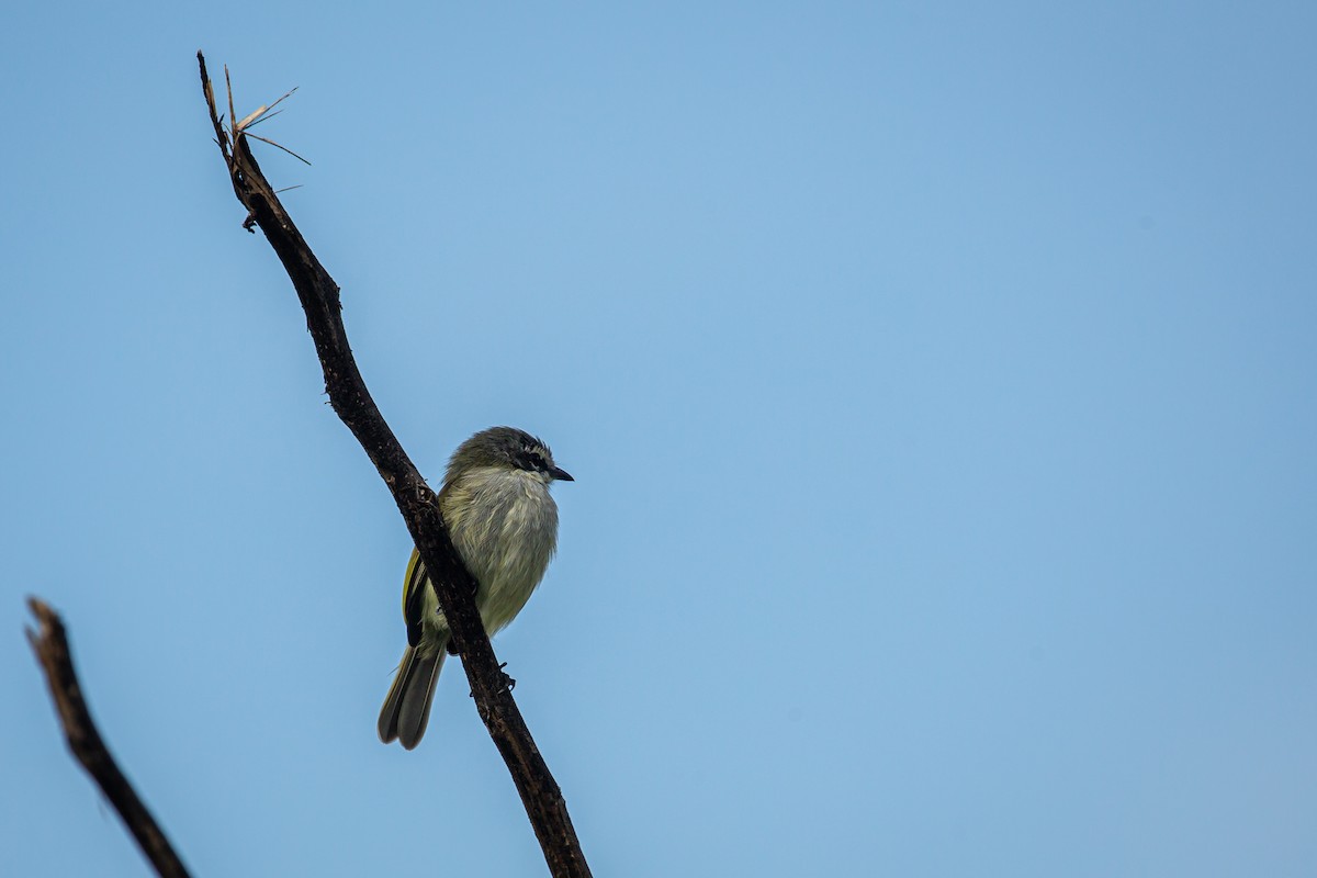 Venezuelan Tyrannulet - ML642737325