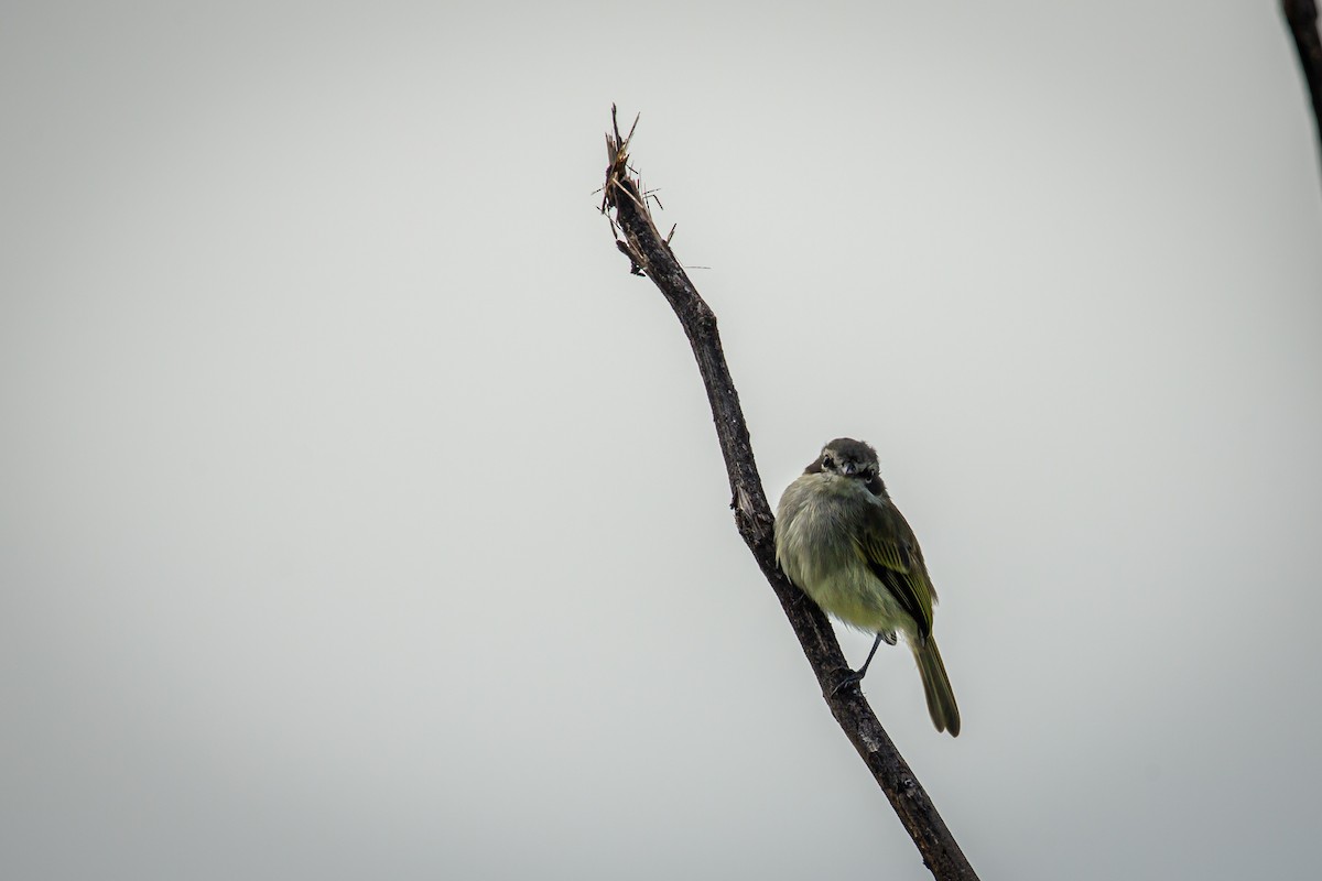Venezuelan Tyrannulet - ML642737327