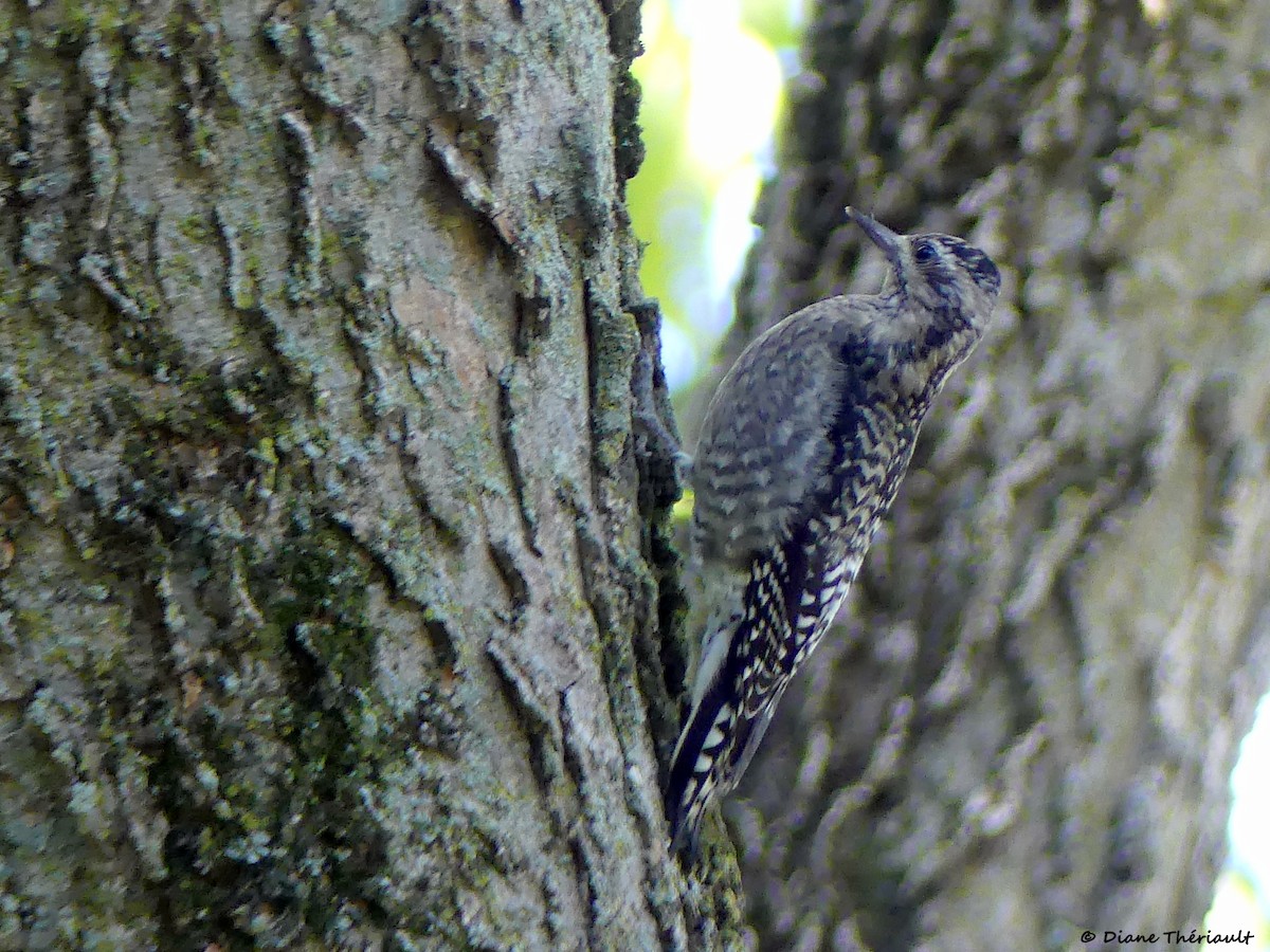 Yellow-bellied Sapsucker - ML642737332