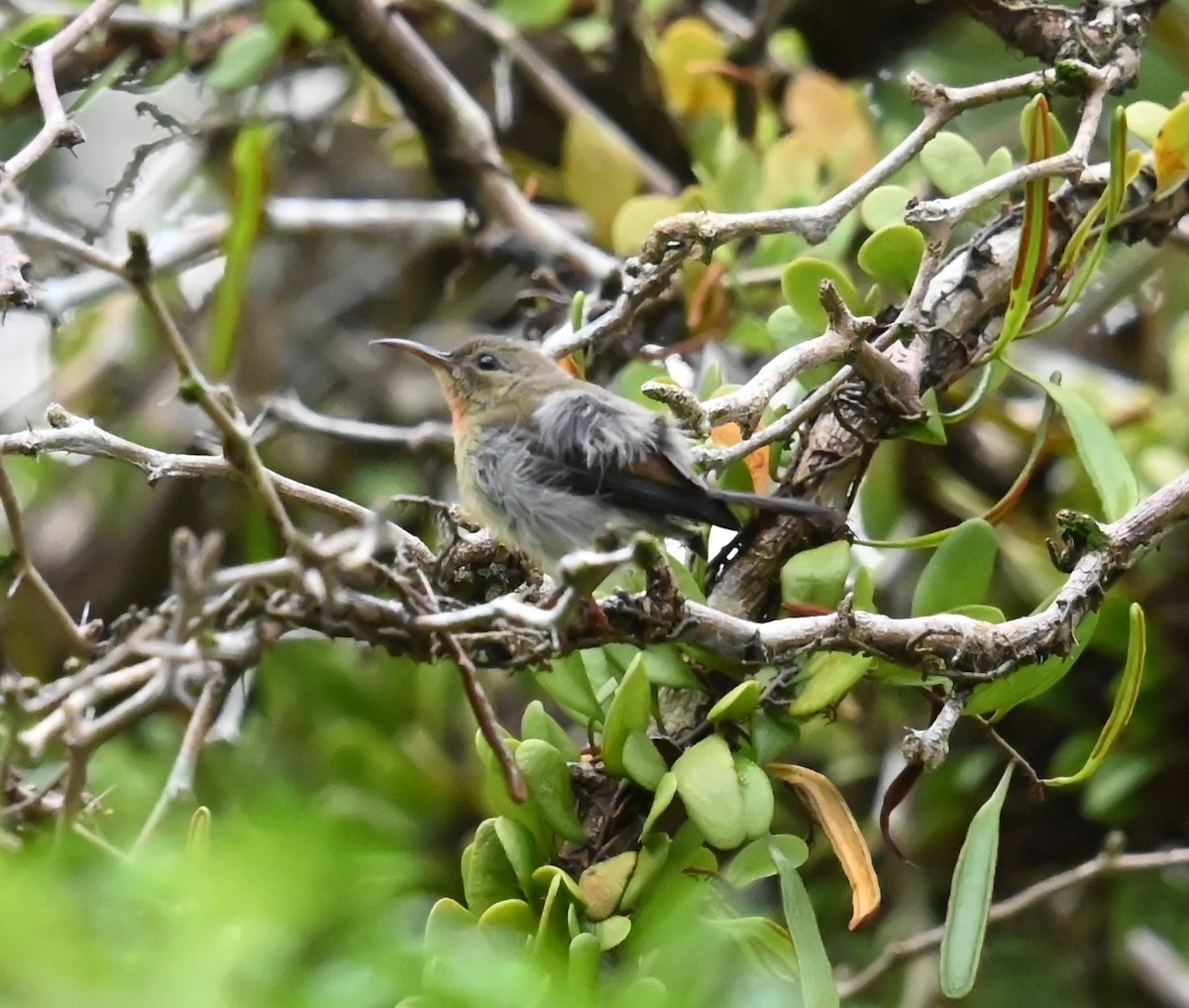 Crimson Sunbird - ML642737337