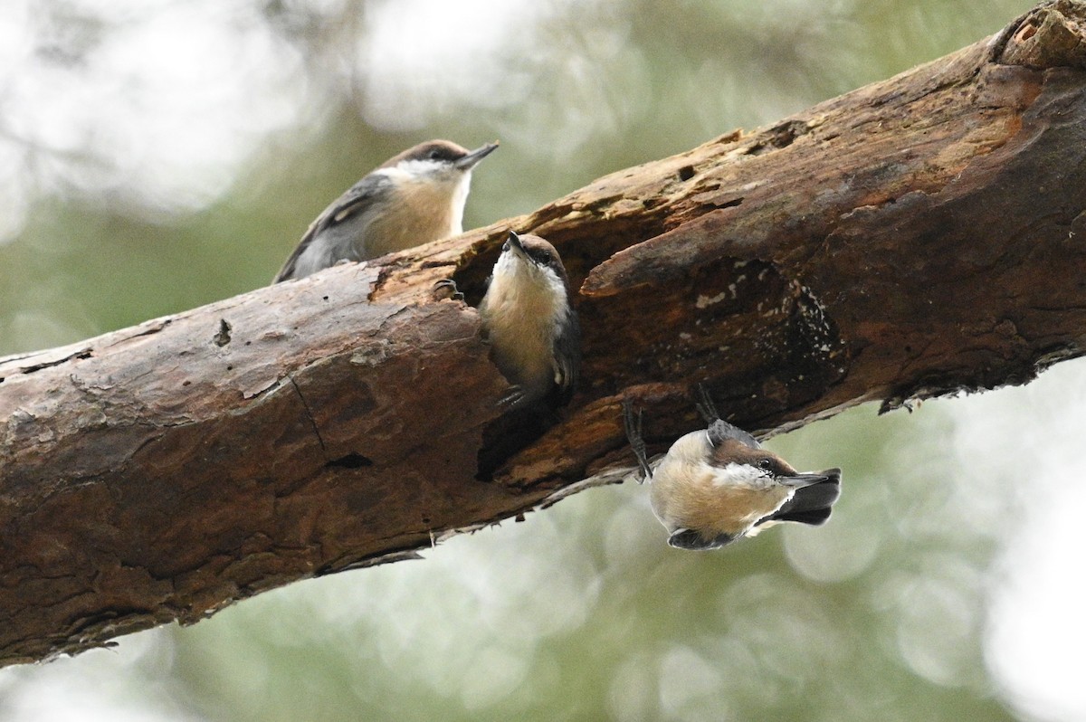 Brown-headed Nuthatch - ML642737352