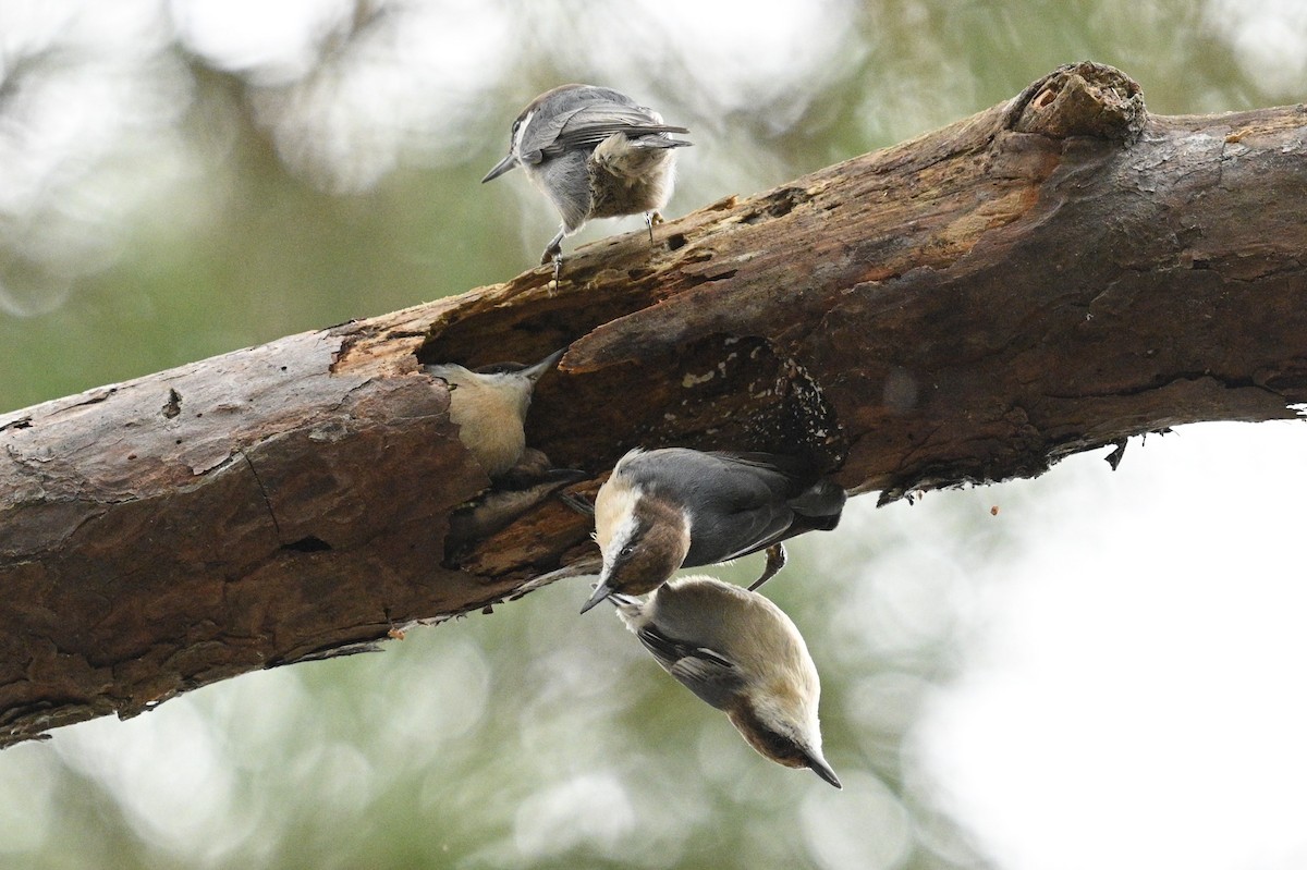 Brown-headed Nuthatch - ML642737354