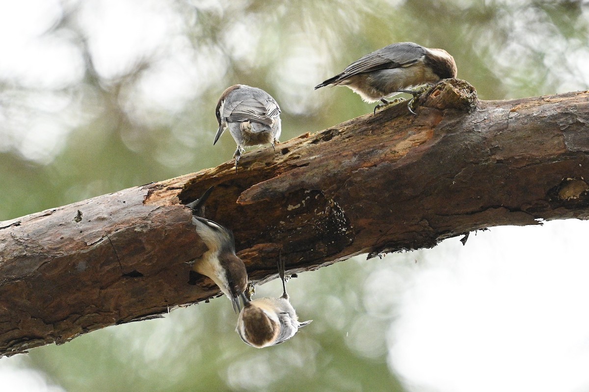 Brown-headed Nuthatch - ML642737355
