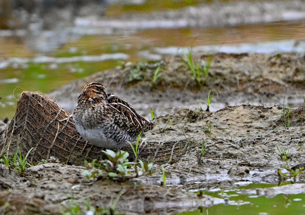 Wilson's Snipe - ML642737382