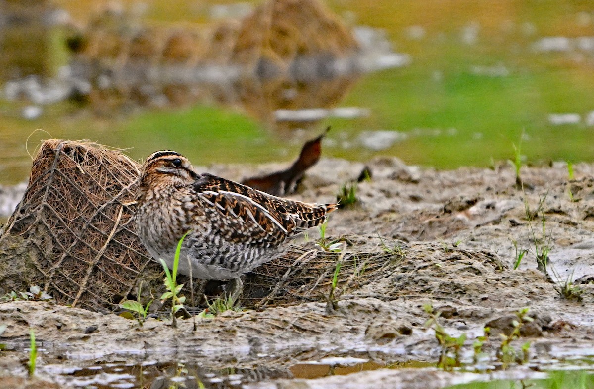 Wilson's Snipe - ML642737383