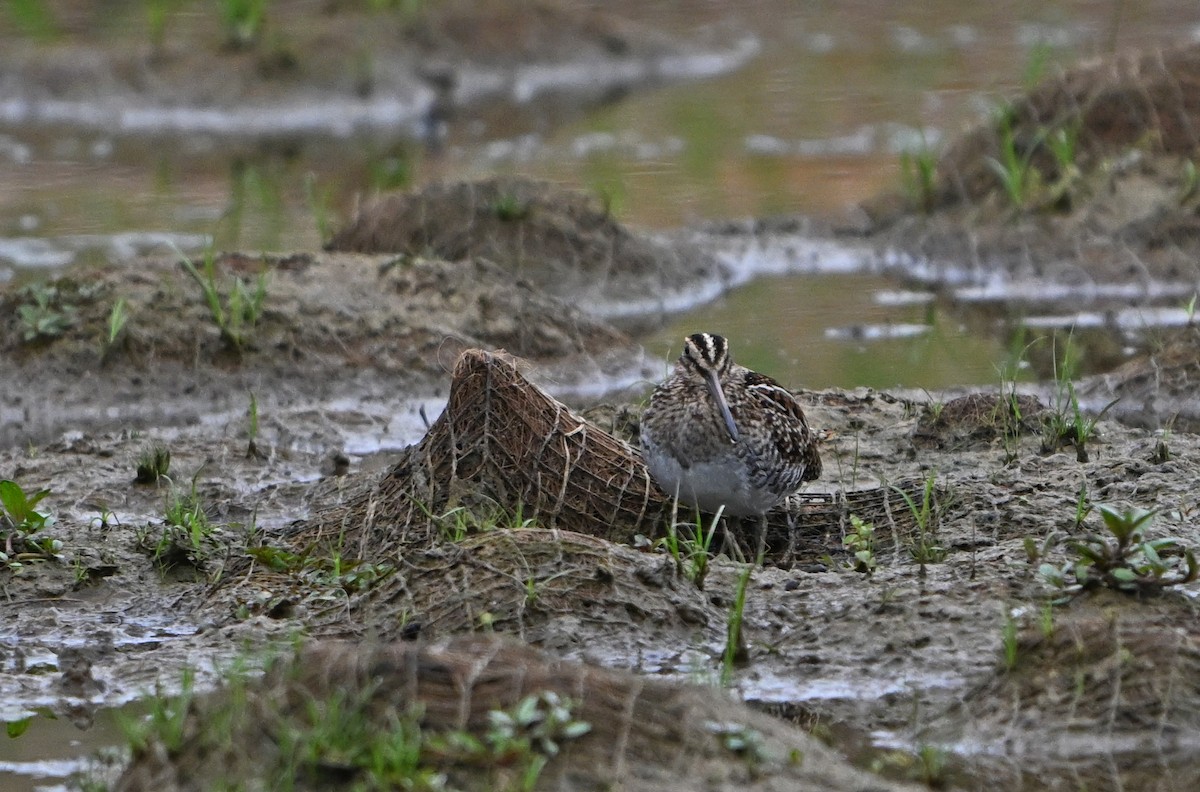 Wilson's Snipe - ML642737385