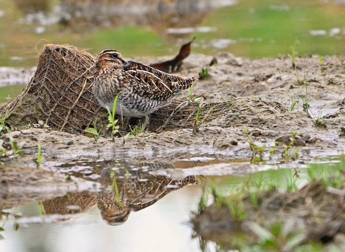 Wilson's Snipe - ML642737386