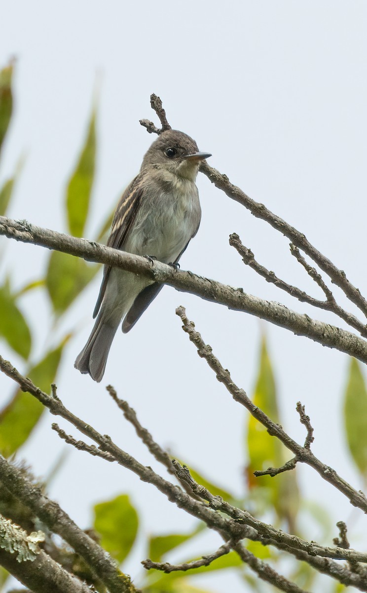 Eastern Wood-Pewee - ML642737393