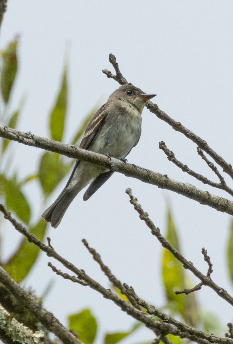 Eastern Wood-Pewee - ML642737401