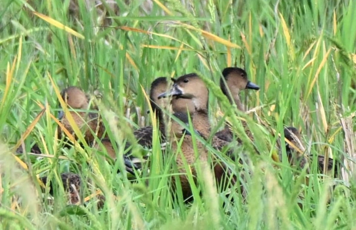 Wandering Whistling-Duck - ML642737406