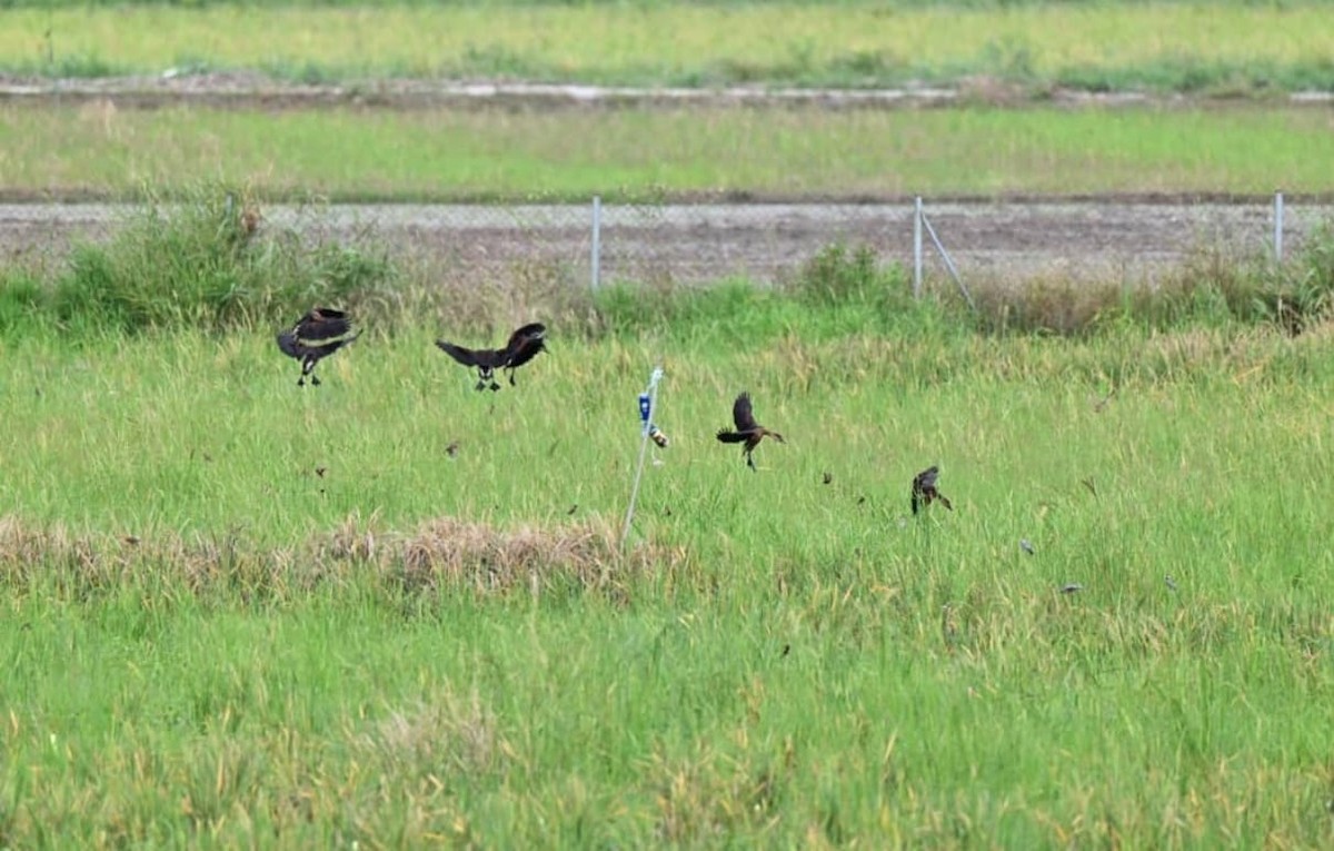 Wandering Whistling-Duck - ML642737407