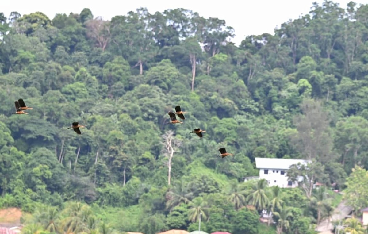 Wandering Whistling-Duck - ML642737408