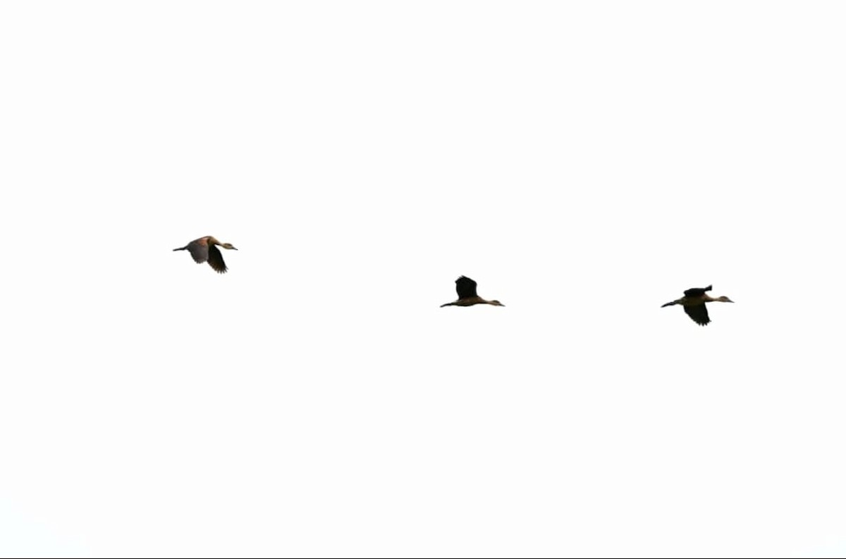 Wandering Whistling-Duck - ML642737409