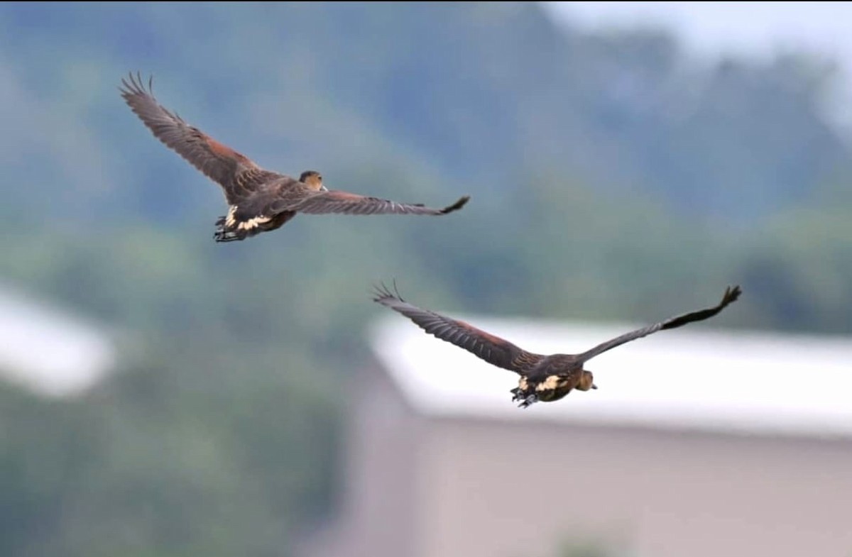 Wandering Whistling-Duck - ML642737410