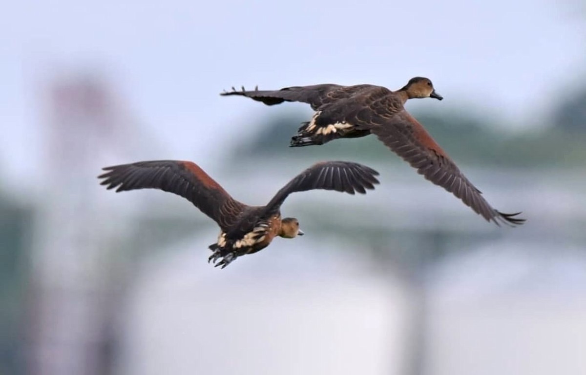 Wandering Whistling-Duck - ML642737411