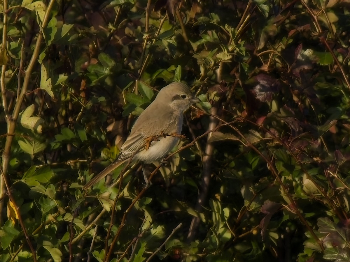 Isabelline Shrike (Daurian) - ML642737457