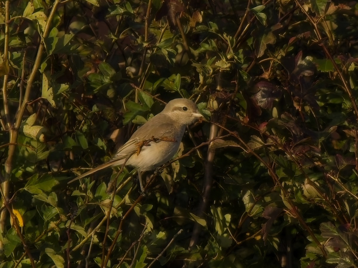 Isabelline Shrike (Daurian) - ML642737458