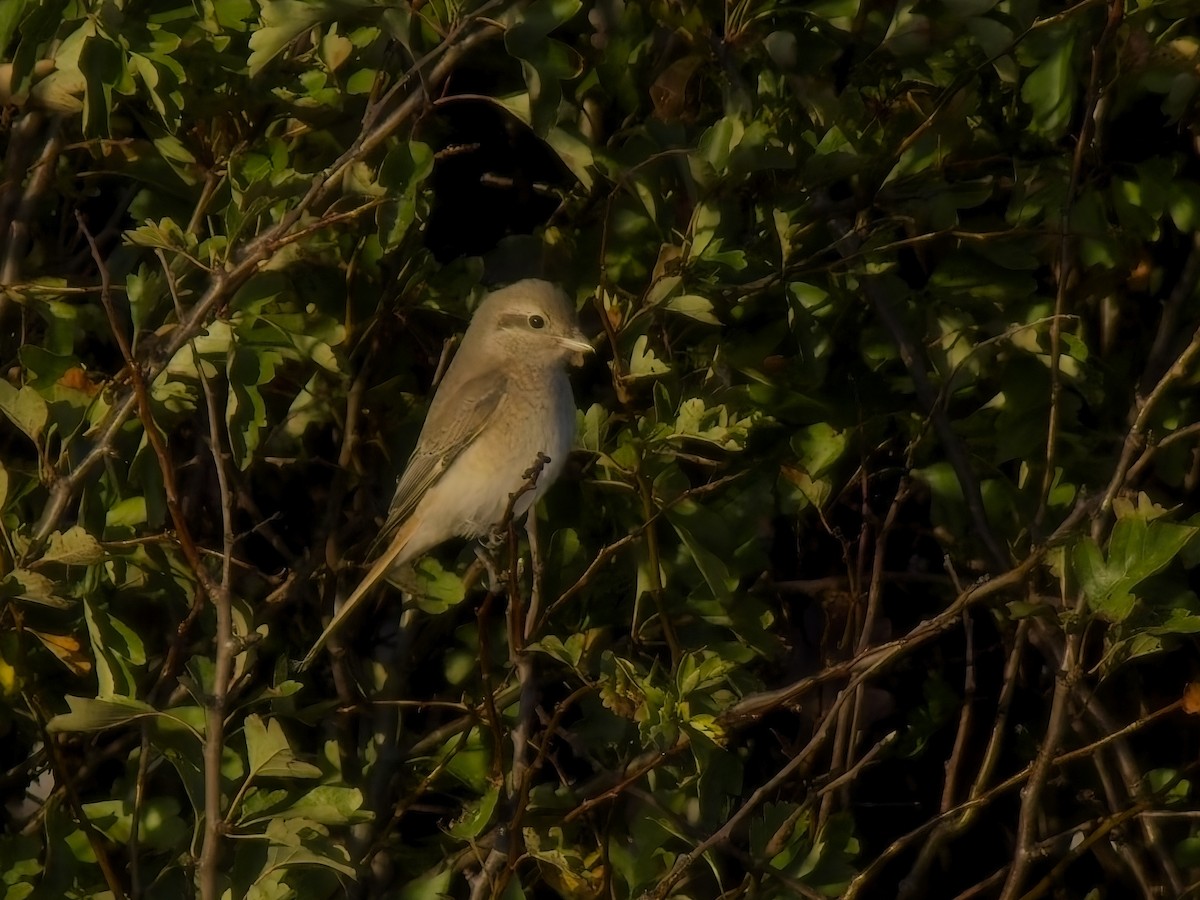 Isabelline Shrike (Daurian) - ML642737459