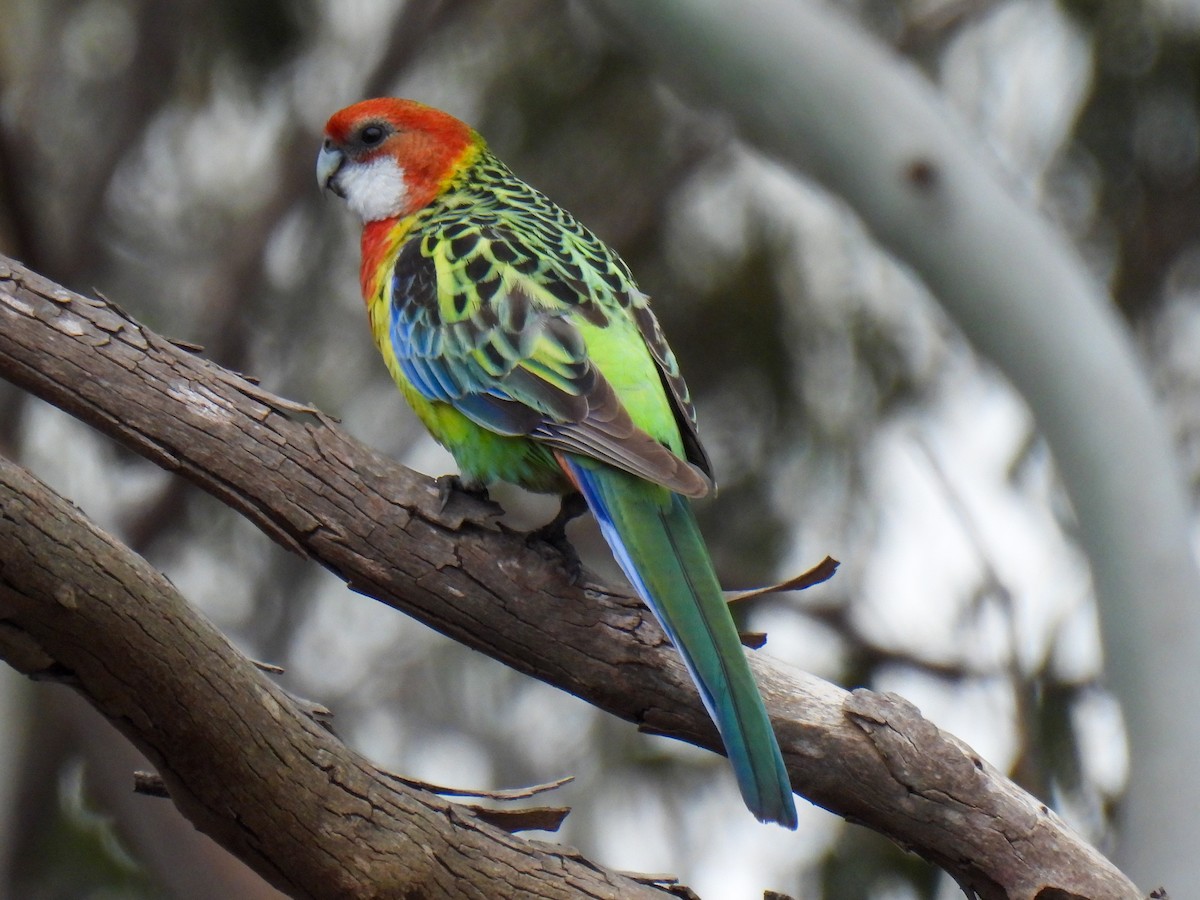 Eastern Rosella - ML642737464