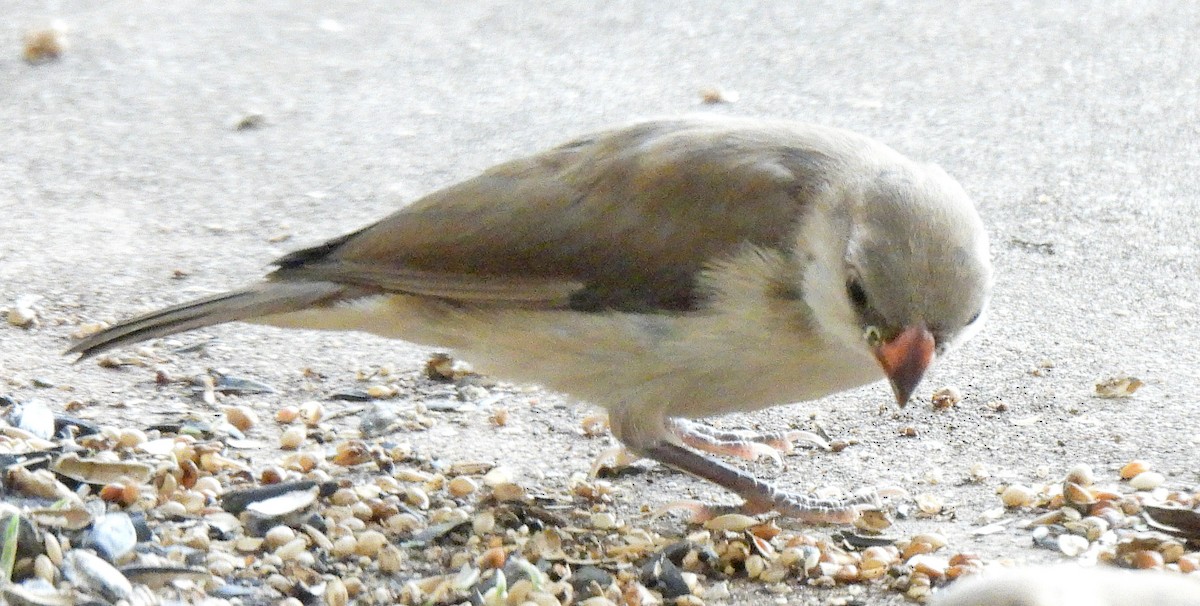 テンニンチョウ - ML642737466