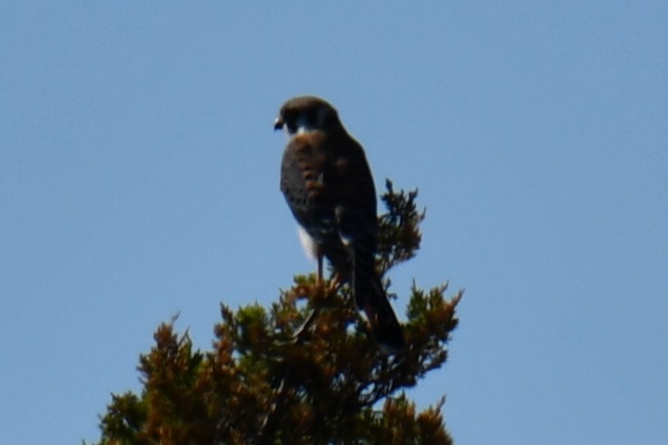 American Kestrel - ML642737495