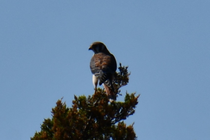 American Kestrel - ML642737496