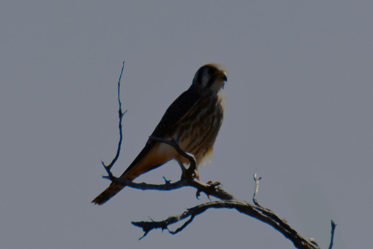 American Kestrel - ML642737497