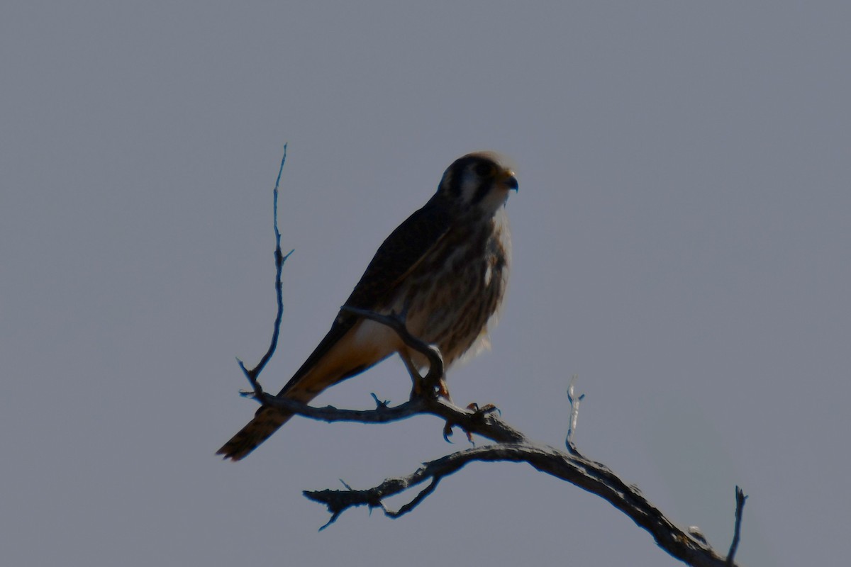 American Kestrel - ML642737498