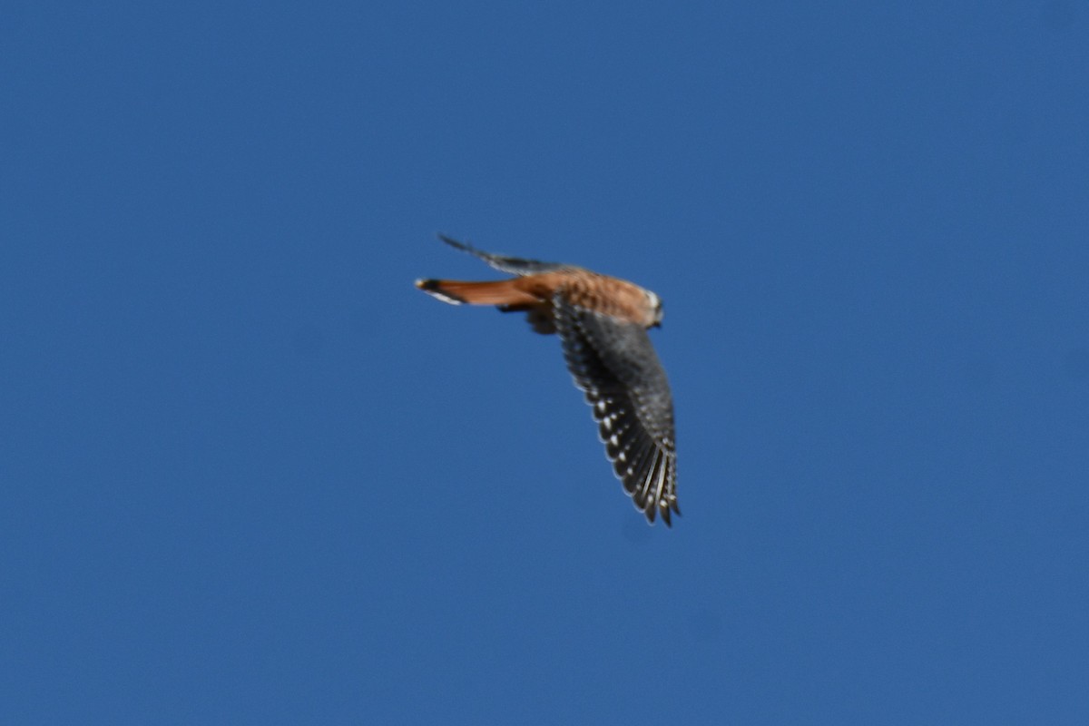 American Kestrel - ML642737499
