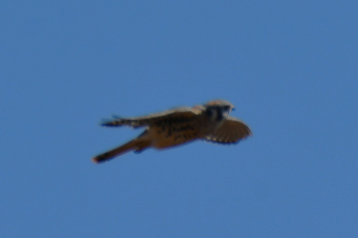 American Kestrel - ML642737500