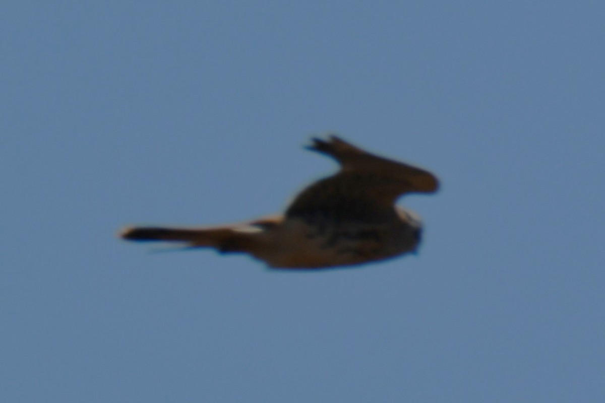 American Kestrel - ML642737501